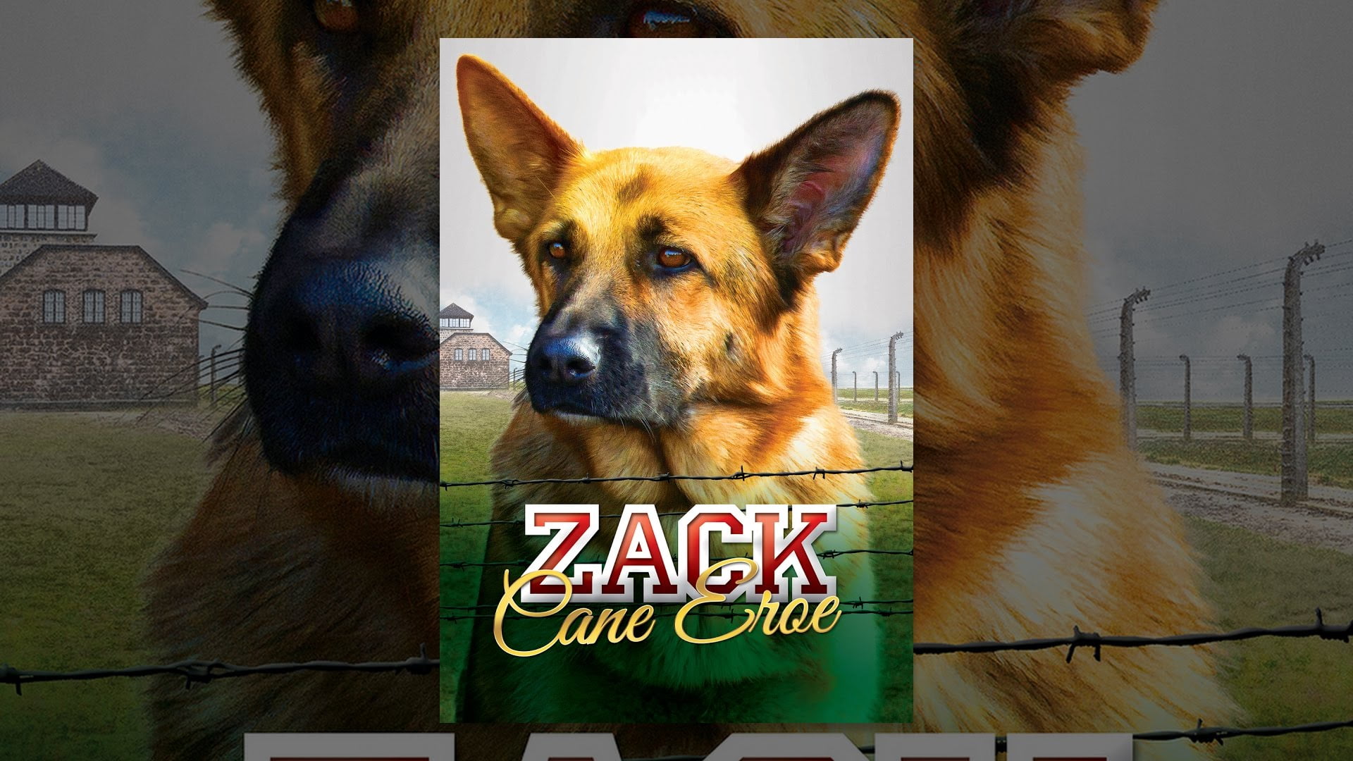 La vera storia che ha ispirato il film del cane Zack Controcopertina