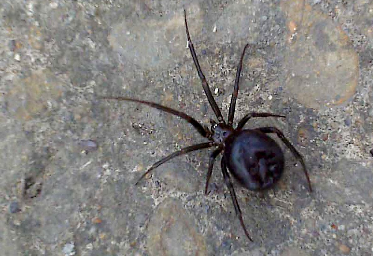 False widows are one of two spiders able to pierce the skin found in the UK
