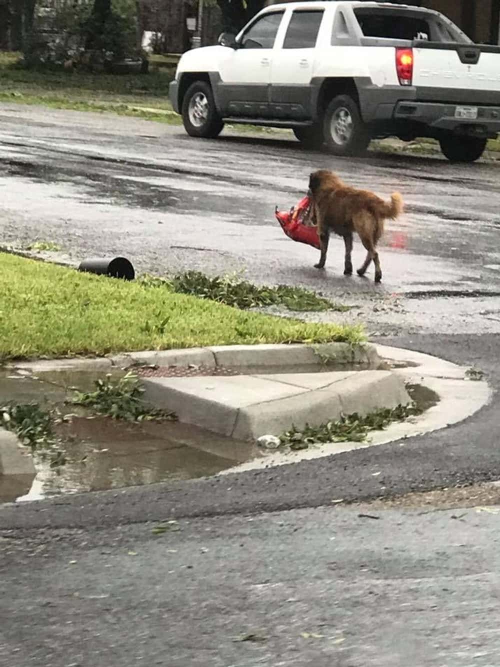 Otis Walked Away With A Bag Of Dog Food After Hurricane Harvey