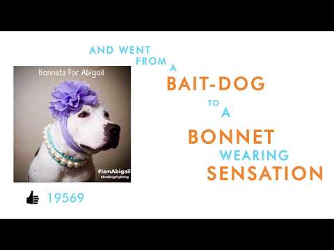 Abigail, A Former Fighting Dog, Now Acts As An Inspiration To Others
