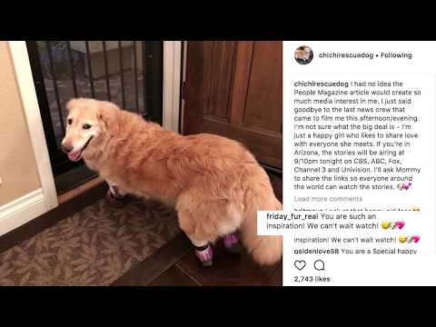 Chi Chi Had All Four Legs Amputated And Is Now A Therapy Dog